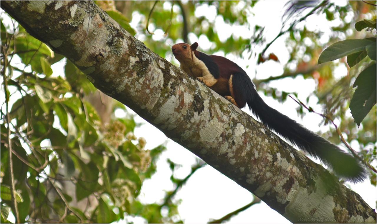 Spice Jungle Resort Munnar Ngoại thất bức ảnh